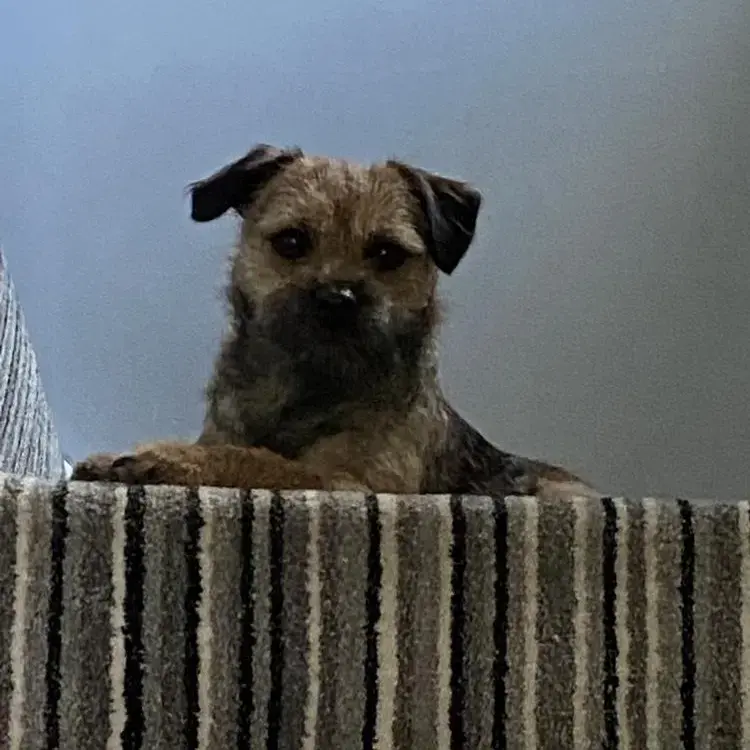 Border Terrier