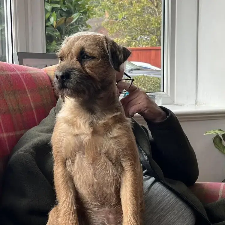 Border Terrier