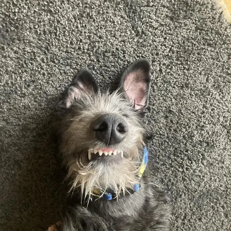 Deerhound