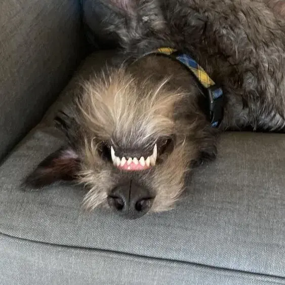 Deerhound