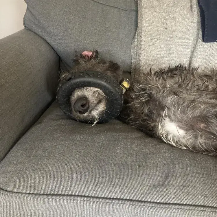 Deerhound