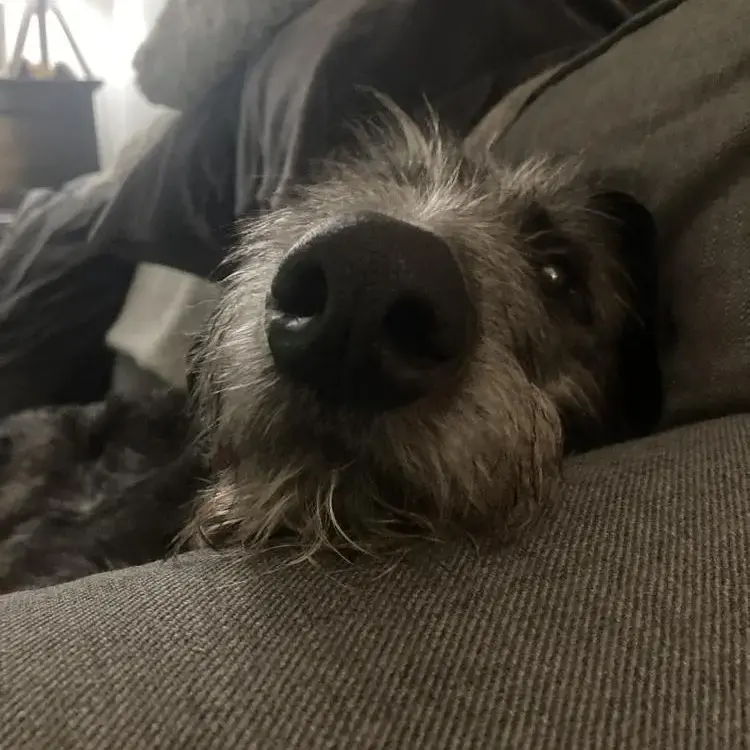 Deerhound