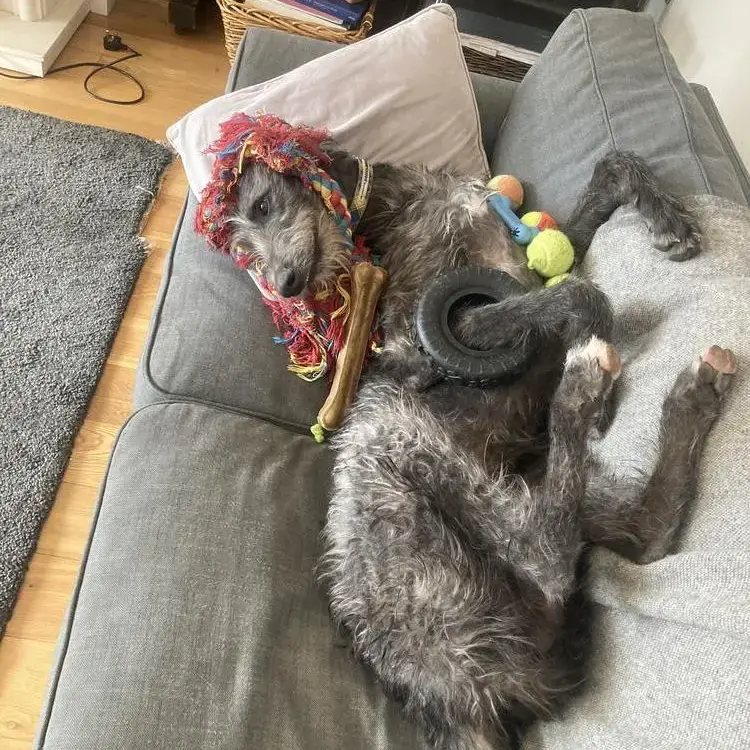 Deerhound