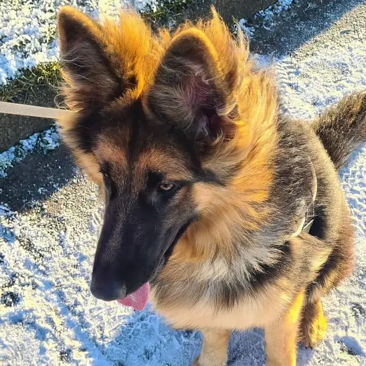 German Shepherd Dog