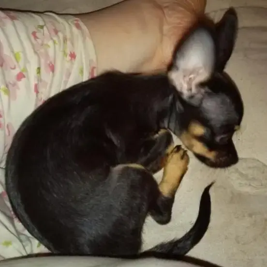 Chiweenie