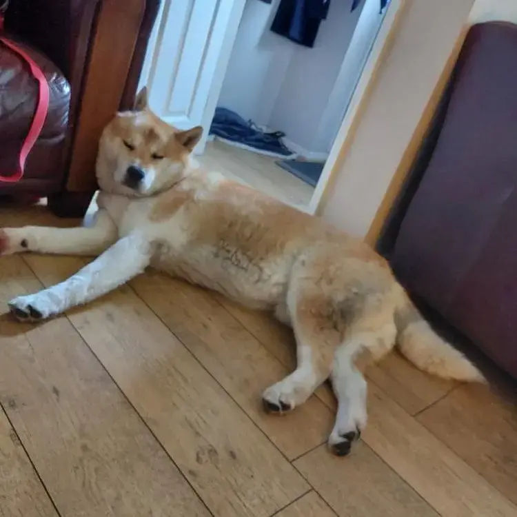 Japanese Akita