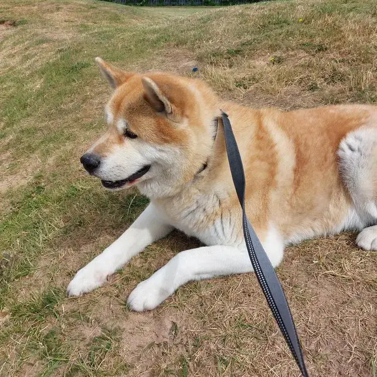 Japanese Akita