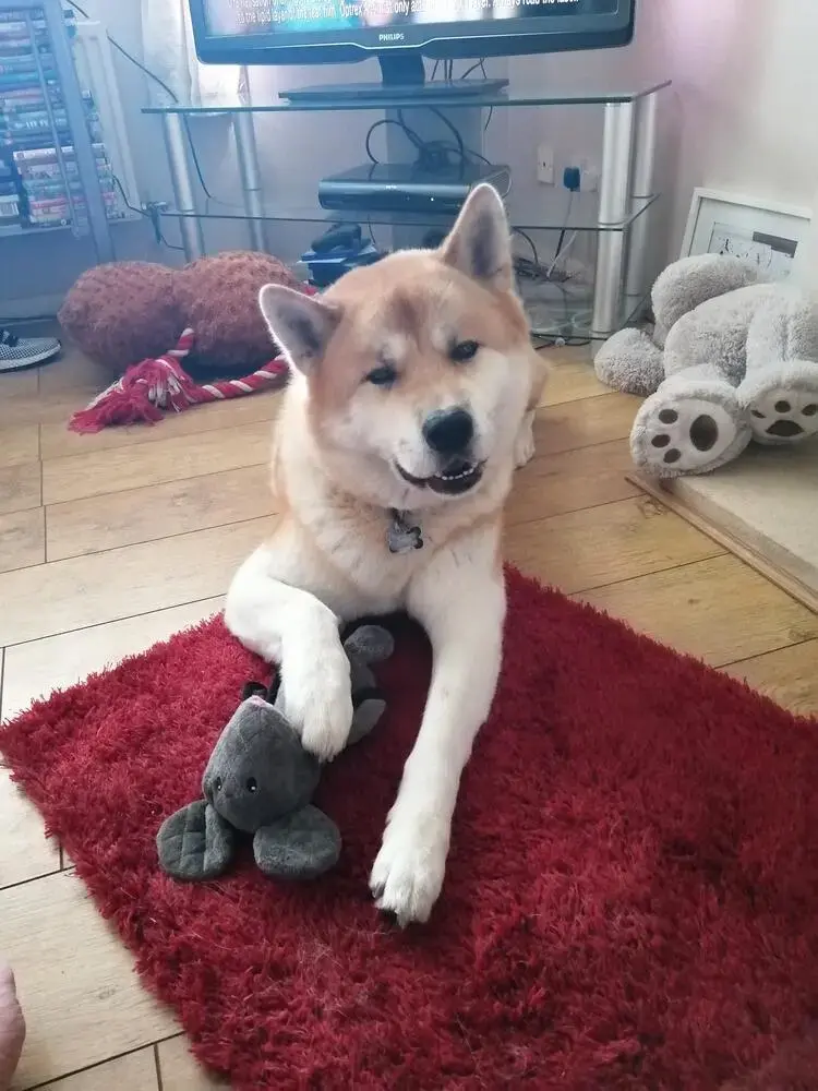 Japanese Akita
