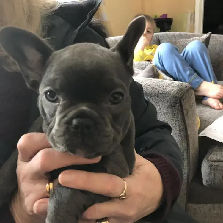 French Bulldog
