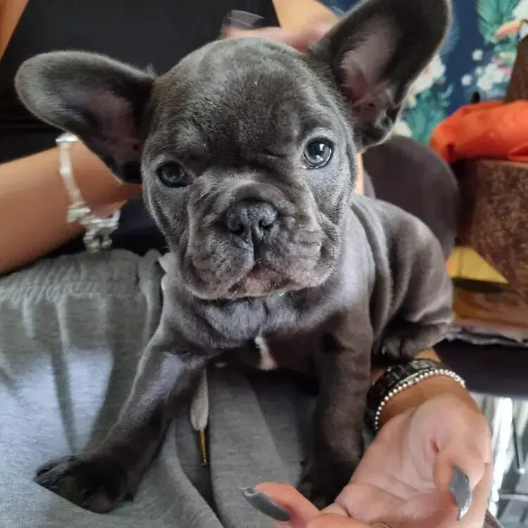 French Bulldog