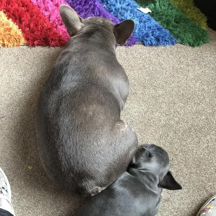 French Bulldog
