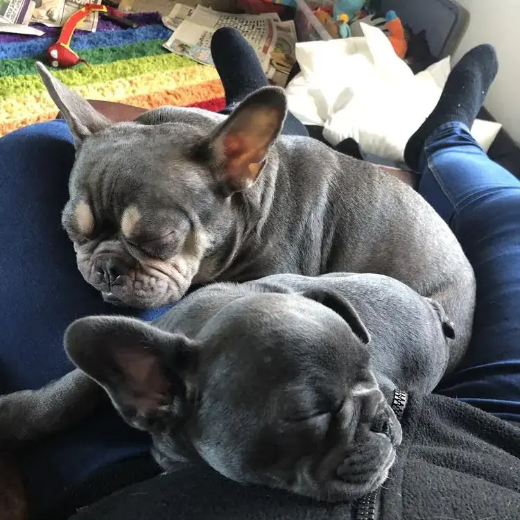 French Bulldog