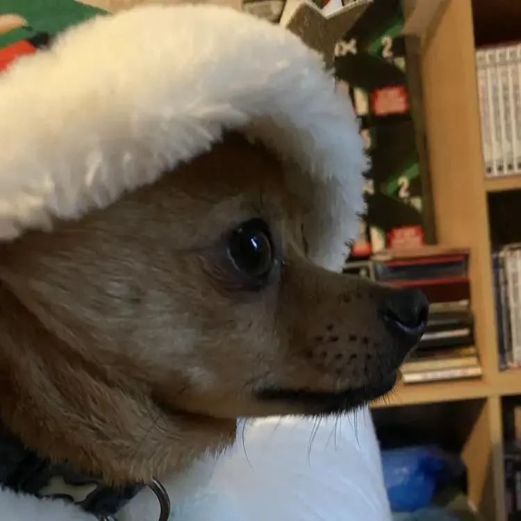Pomeranian