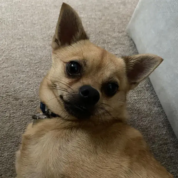 Pomeranian