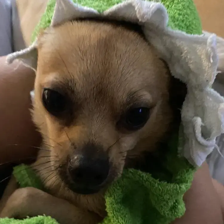 Pomeranian