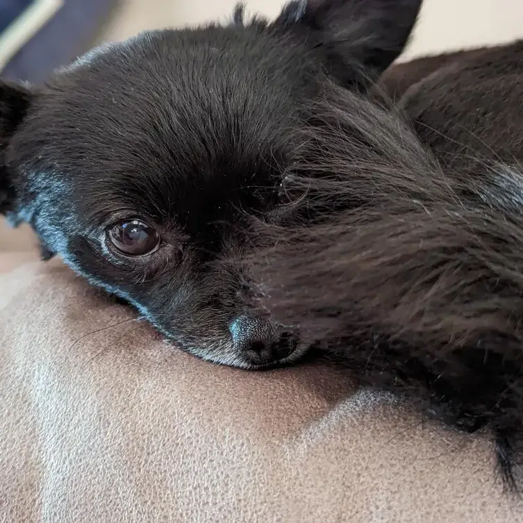 Chihuahua (Long Coat)