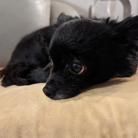 Chihuahua (Long Coat)