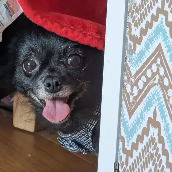 Chihuahua (Long Coat)