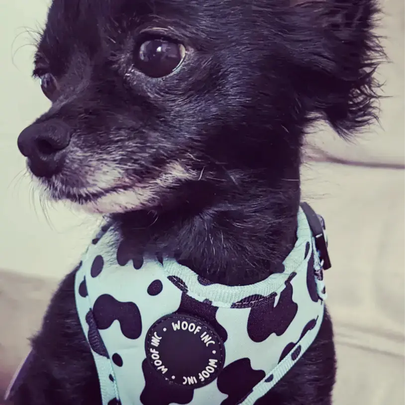 Chihuahua (Long Coat)