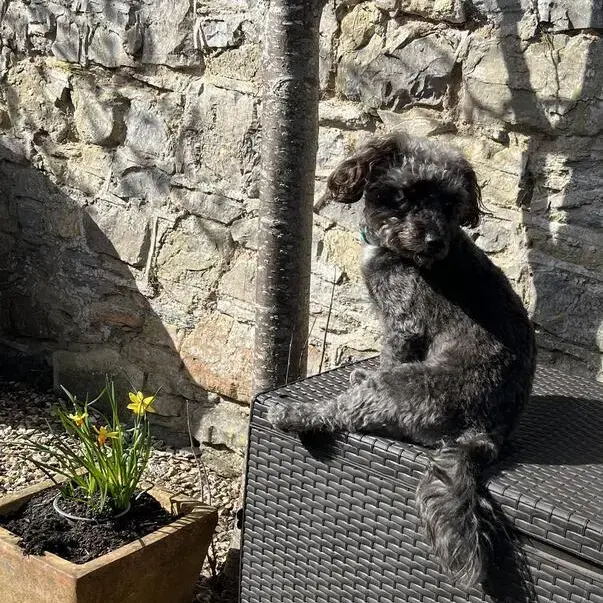 Jack Russell Terrier