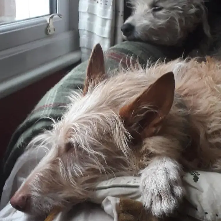 Ibizan Hound
