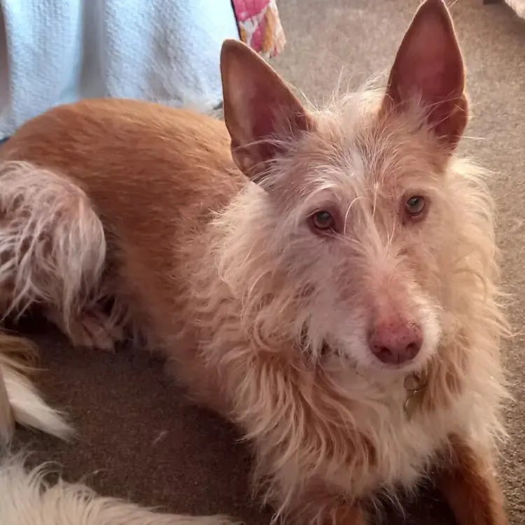 Ibizan Hound