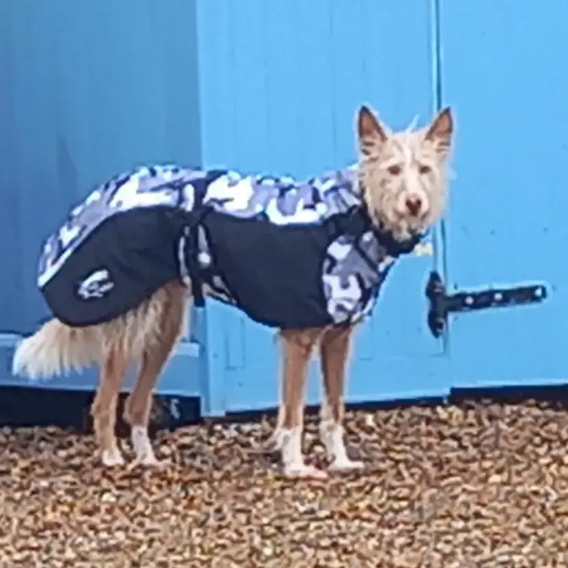 Ibizan Hound