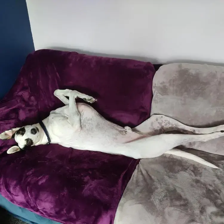 Lurcher