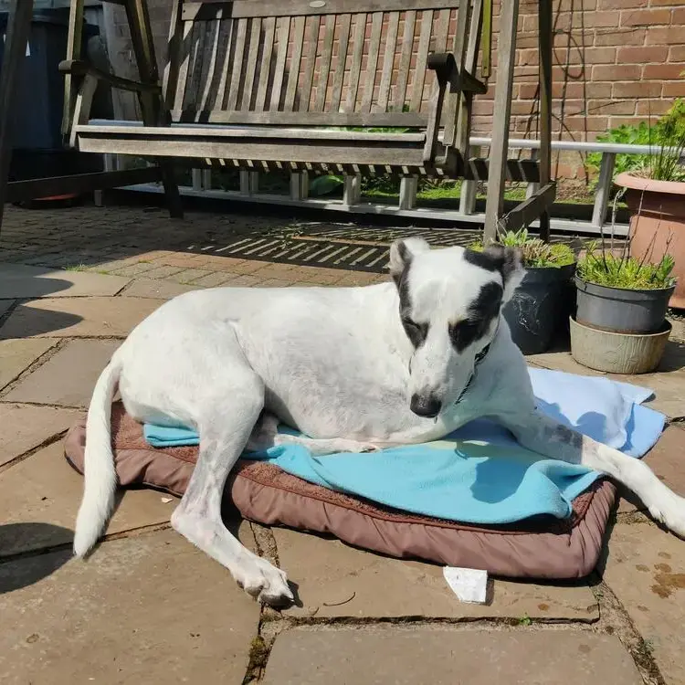 Lurcher
