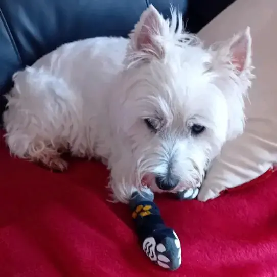 West Highland White Terrier