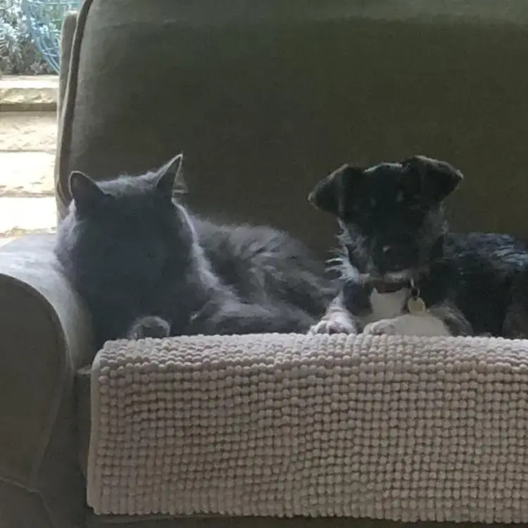 Cairn Terrier