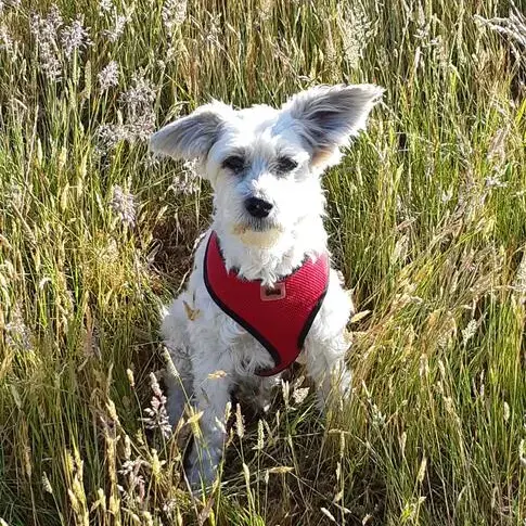 Chinese Crested