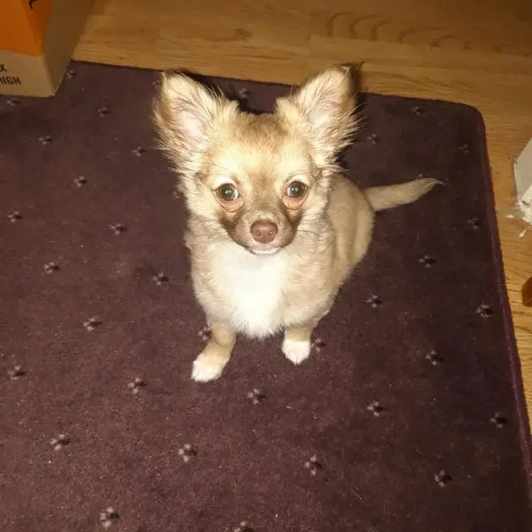 Chihuahua (Long Coat)