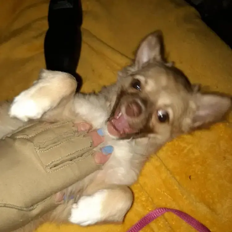 Chihuahua (Long Coat)