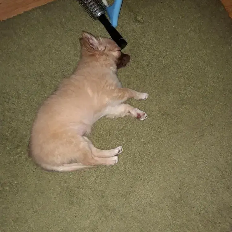 Chihuahua (Long Coat)