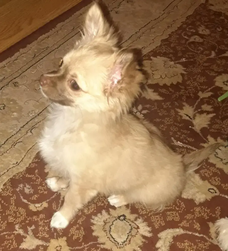 Chihuahua (Long Coat)