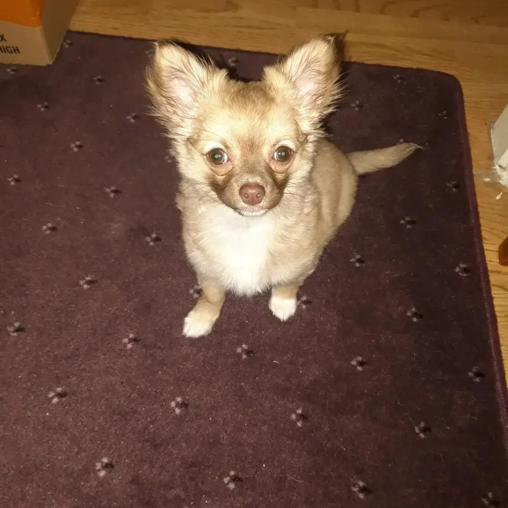 Chihuahua (Long Coat)