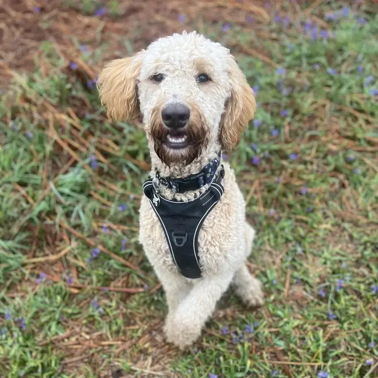 Bernedoodle