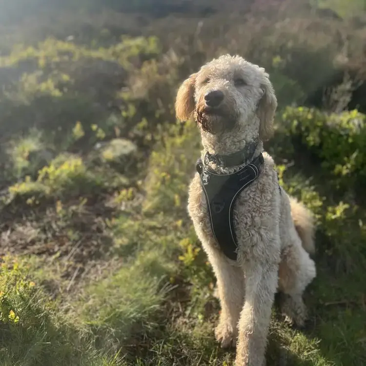 Bernedoodle