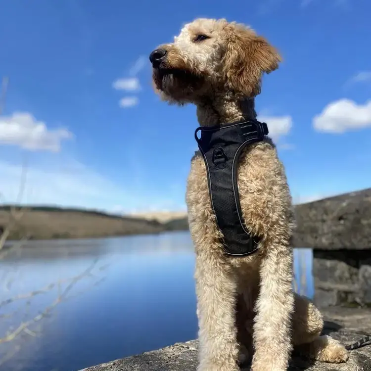 Bernedoodle