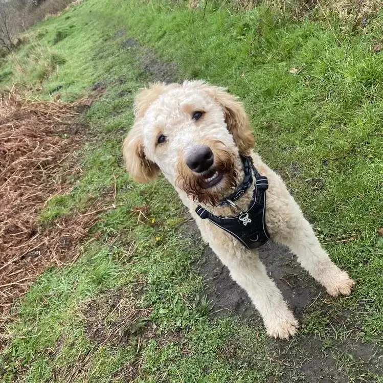 Bernedoodle