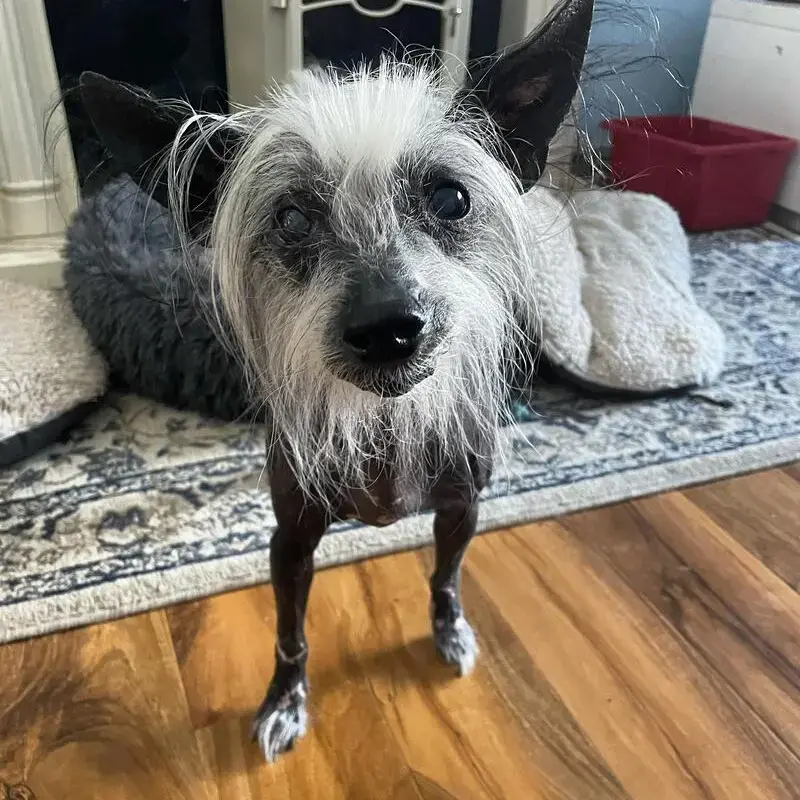 Chinese Crested