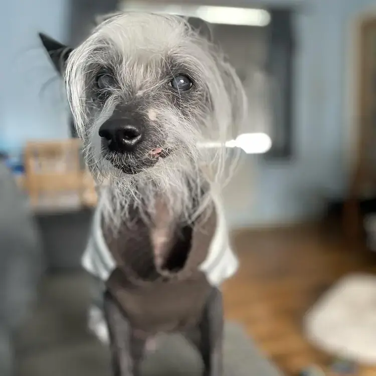 Chinese Crested