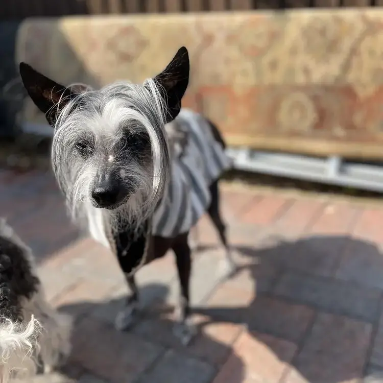 Chinese Crested