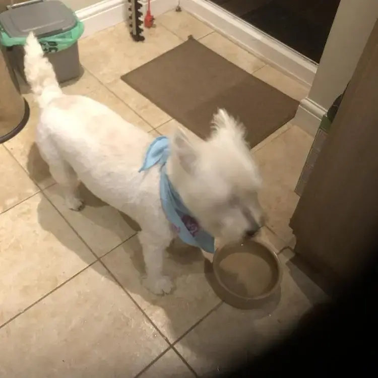 West Highland White Terrier