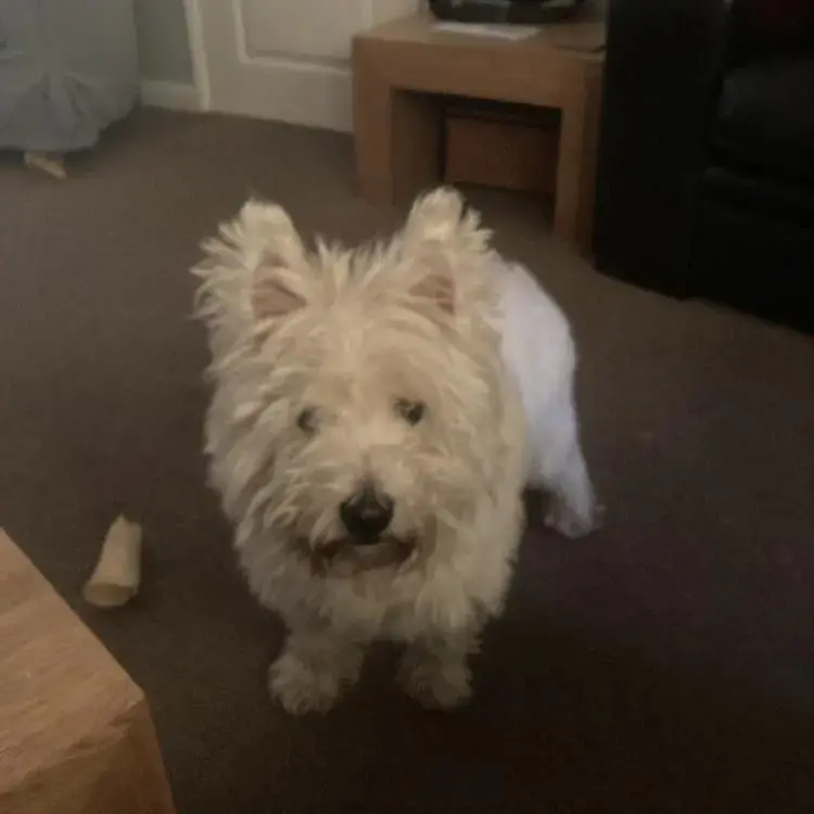 West Highland White Terrier