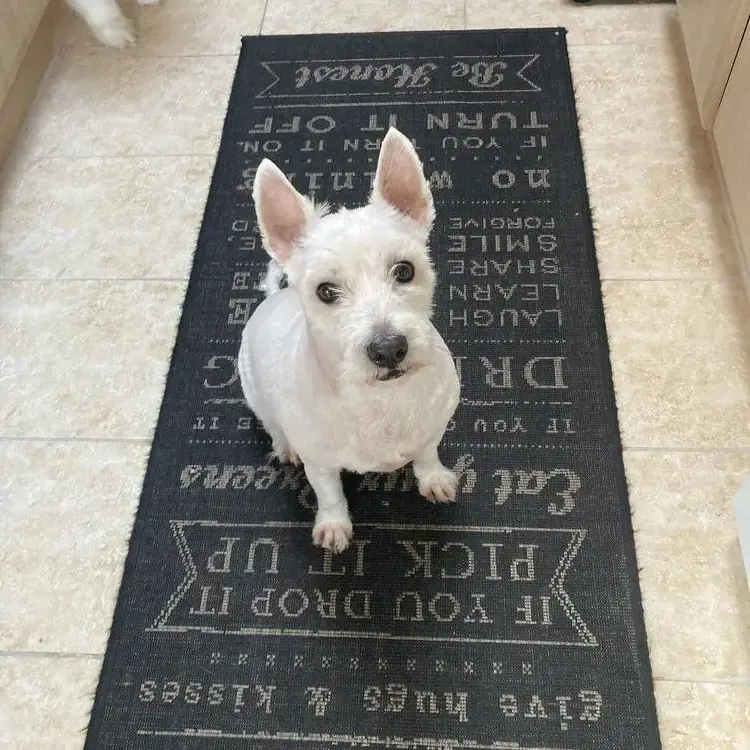 West Highland White Terrier