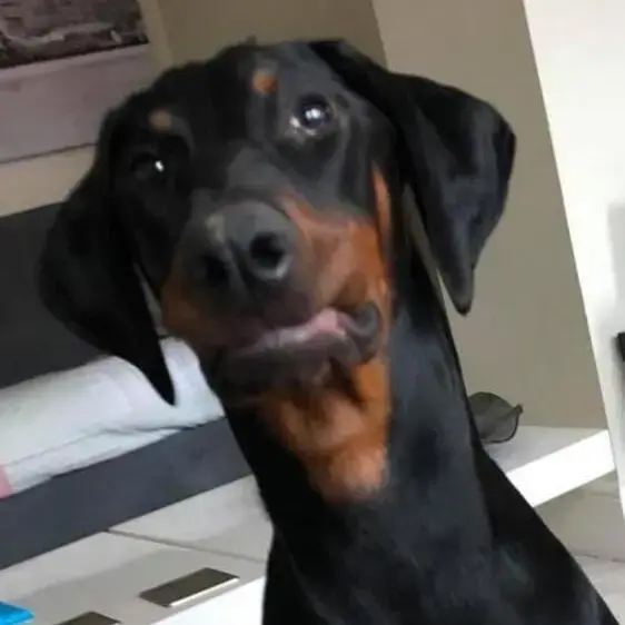 Dobermann