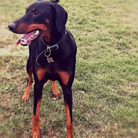 Dobermann