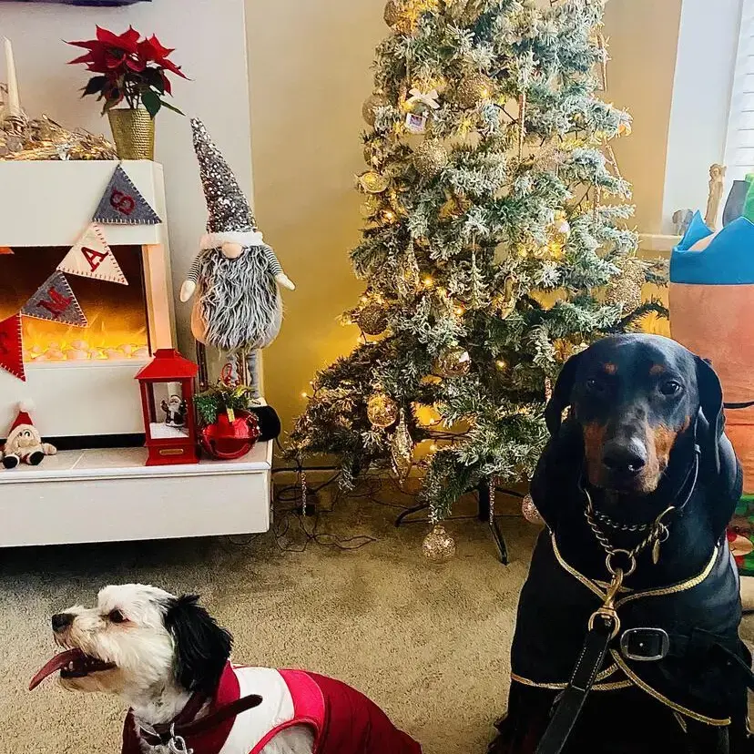 Dobermann